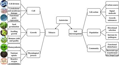 Autotoxins in continuous tobacco cropping soils and their management